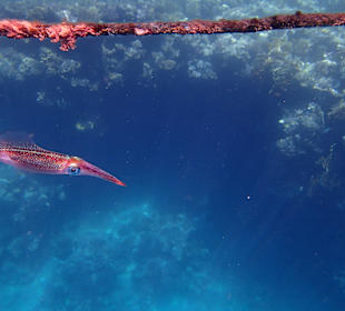 Schnorcheln Marsa Alam