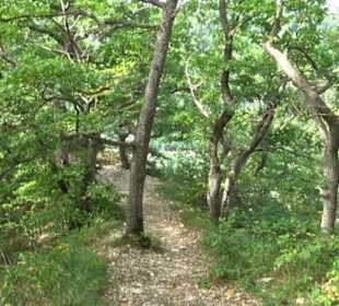 Rötelstein Traifelberg