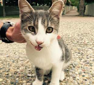 Überall an der Promenade sehr süße Katzen