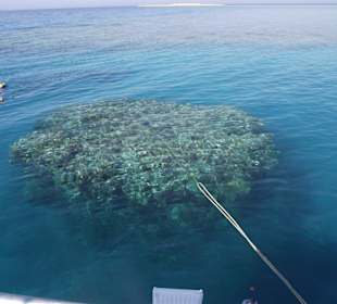 Riesen Korallenriffe