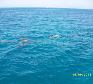 Delphine im Roten Meer
