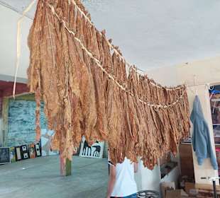 Stadtrundfahrt Bavaro