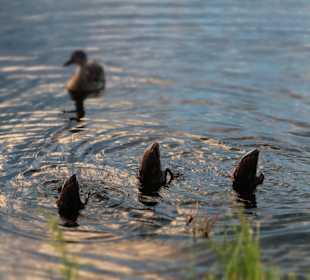 Im Yachthafen von Falsterbo, Südschweden