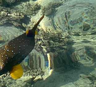 Schnorcheln Makadi Bay