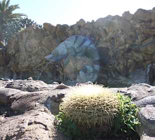 Chameleon als Springbrunnen