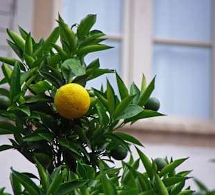 Die Zitronen in der City