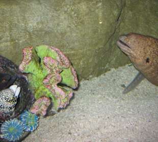 Diverse Meeresschlangen