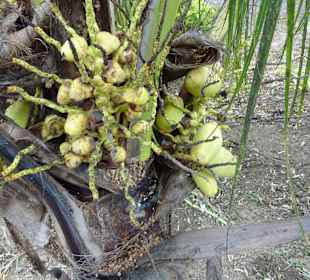 Tropical River Tour  – Oktober 2014