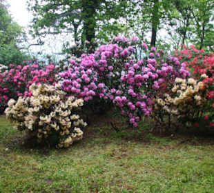 Rhododendron in voller Blüte