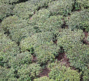 Teehaus Margaret's Deck 