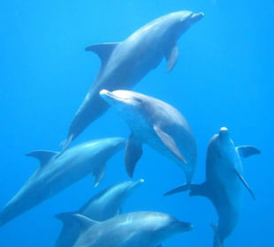 Delfintour mit Mohamed