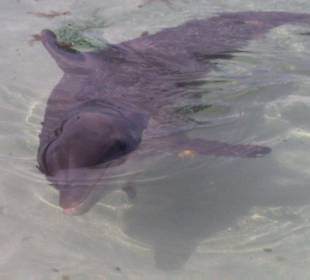 Delfin