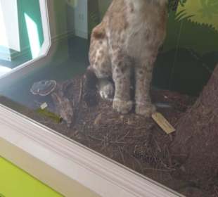 Museum für Naturkunde