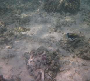 Schnorcheln Nordseite