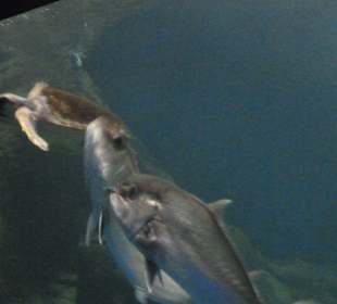 Cretaquarium Thalassocosmos