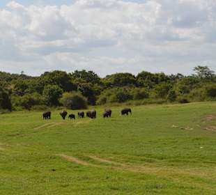 Nationalpark Mineriya