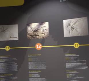 Dinosaurier Museum Altmühltal