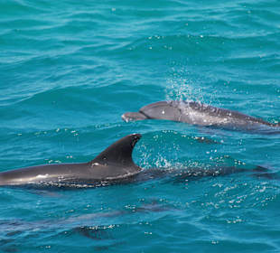 Echte wilde Delphine