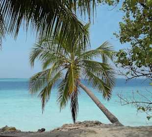 Palme am Meer