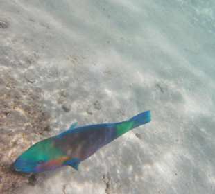 Schnorcheln Marsa Alam