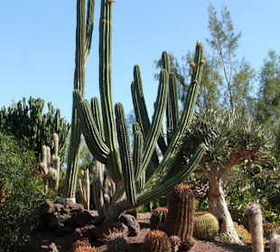 Oasis Park La Lajita