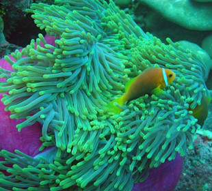 Tauchen pretty in pink