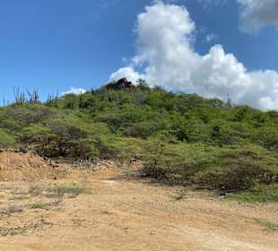 Schöne Vegetation 