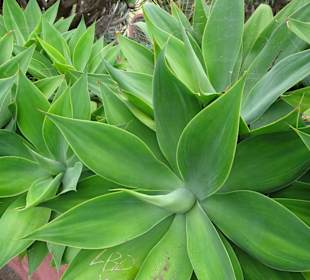 Rundgang durch den Botanischen Garten von Funchal