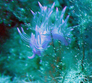 Lila Fadennacktschnecke