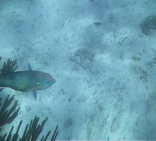 Ausflug Isla Mujeres