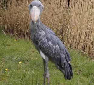 Weltvogelpark Walsrode
