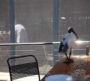 Stadtrundgang Sydney