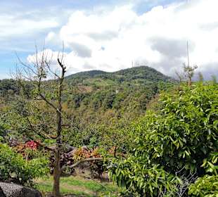 Magic Garden/Secret Buddha Garden