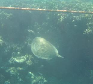 Schnorcheln Makadi Bay