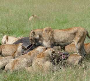 Löwendiner - es gibt Büffel