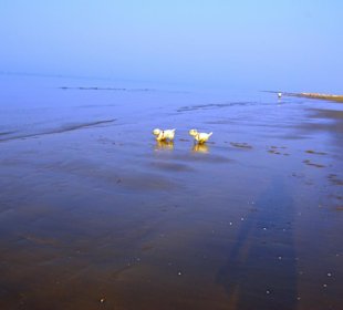 Der Hundestrand dei Pini