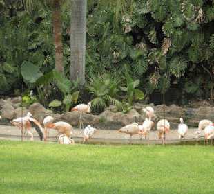 Flamingos