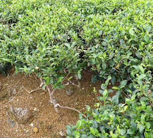 Teeplantagen