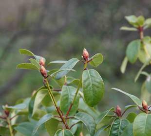 Anlage Planten un Blomen