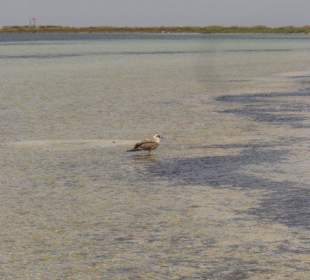 Das flache Meer