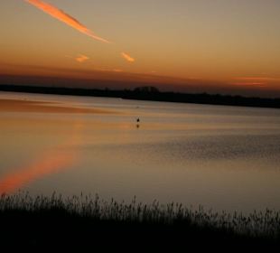 Der Flug des Reiher
