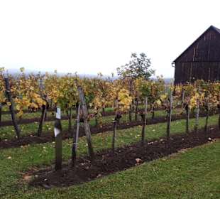 Schauweingarten