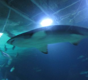 Aquarium / Oceanongrafic