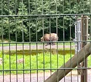 Gnadenhof für Bären