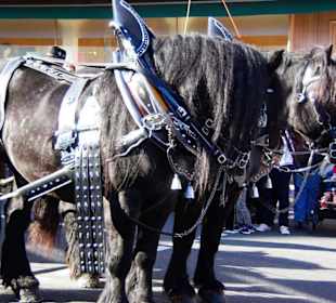 Landjgd.Knoblauchsland  4 Festwagen