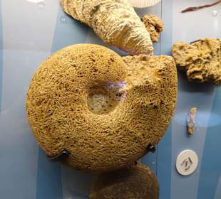 Impressionen aus dem Aquazoo Löbbecke Museum