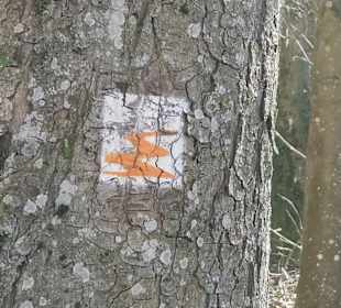 Wegezeichen Förstersteig, immer folgen