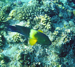 Besenschwanz - Lippfisch