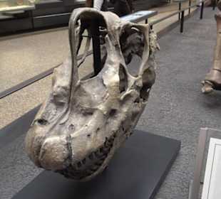 Museum für Naturkunde