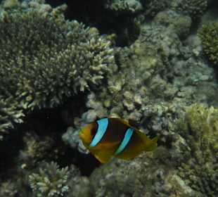 Anemonenfisch, Hausriff